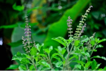 துளசியை அதிகம் சாப்பிட்டால் இத்தனை நோய்கள் குணமாகுமா?