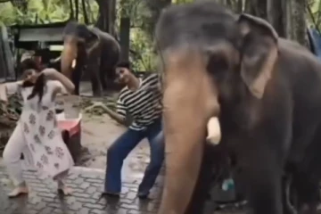 பெண்களுடன் பரத நாட்டியம் ஆடிய யானை! இணையவாசிகளை வியக்க வைத்த வீடியோ