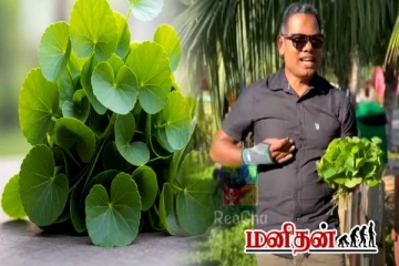 நரம்பியல் மண்டலத்தை வலுப்படுத்தும் வல்லாரை கீரை- யாரெல்லாம் சாப்பிடக்கூடாது?