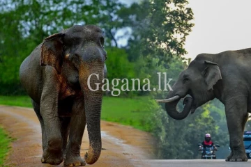 අලි ඇවිත් ගම් පිටින් වනසයි. - මෙන්න ඊයේ ගලෙන්බිදුනුවැවට වෙච්ච වැඩේ. - (VIDEO)