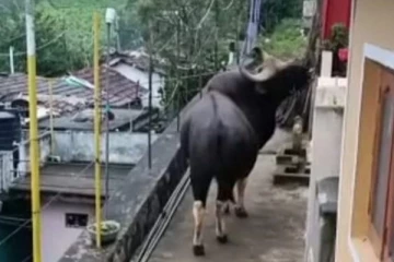 வீட்ல யாராவது இருக்கீங்களா ...கதவை தட்டிய காட்டெருமையால் மக்கள் அச்சம்