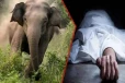 தமிழர் பகுதியில் தொடரும் காட்டு யானை அட்டகாசம் ; 23 வயது இளைஞன்பலி