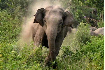 காட்டு யானை தாக்கி இருவர் பலி