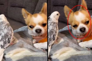 நாயை மயக்கிய பறவை! என்னடா நடக்குது இங்க.. வைரல் வீடியோ