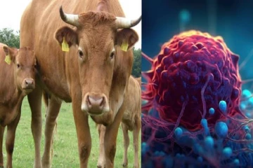 பசுவை தடவினால் Bp குறையும்..தொழுவத்தில் படுத்தால் புற்றுநோய் குணம்..அமைச்சர் சர்ச்சை!