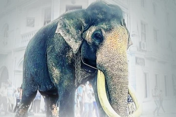 ඹබ නොදත්..! නැඳුන්ගමුවේ රාජා සංරක්ෂණය කරන අයුරු...