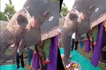 யானைக்கு பிறந்தநாள் கொண்டாட்டமா? வைரலாகும் காட்சி