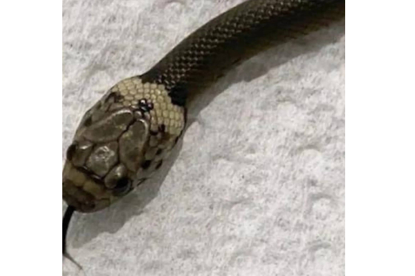 என்னையா கடிக்கிற? பாம்பை பழிக்கு பழி வாங்கிய குழந்தை! துருக்கியில் நடந்த அதிர்ச்சி சம்பவம் | Child Kills 20 Inch Snake In Turkey