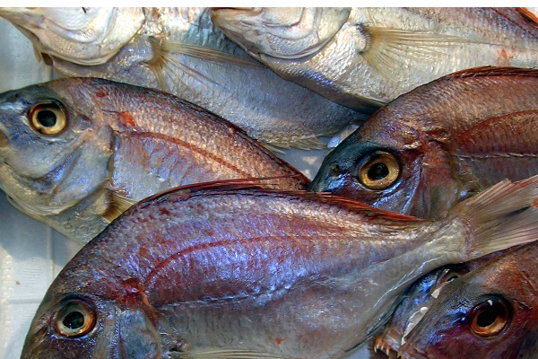 சர்க்கரை நோயாளிகள் மீன்  சாப்பிடுவது அவங்க உயிருக்கு ஆபத்தை ஏற்படுத்துமா? கட்டாயம் தெரிஞ்சிக்கோங்க....! | Diabetes Is Fish Good For People With