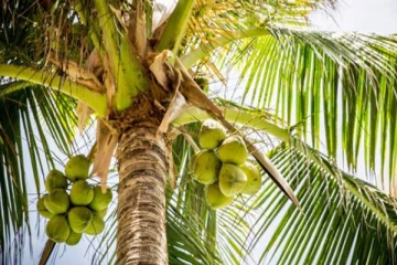 தென்னை மரத்தில் ஏறிய குடும்பஸ்தர் ஒருவருக்கு நேர்ந்த அதிர்ச்சி சம்பவம்!