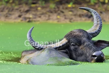 ලංකාවේ මී හරක් මදි වෙයි. - ඒ පාර මොකක්ද මේ කරන්න යන්නේ?