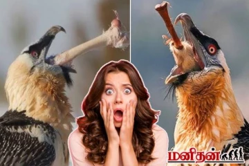 எலும்புகளை‌ அப்படியே விழுங்கும் கழுகுகள்! அசர வைக்கும் வாழ்க்கை முறை