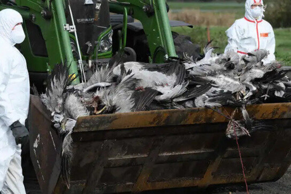 ஜெர்மனியில் பறவைக் காய்ச்சல் தீவிரம் | Bird Flu Outbreak In Germany ஜெர்மனியில் பறவைக் காய்ச்சல் தீவிரம் | Bird Flu Outbreak In Germany