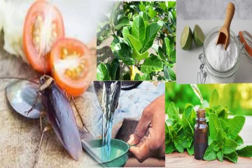 வீட்டில் கரப்பான் பூச்சி தொல்லையா? இத ட்ரை பண்ணுங்க