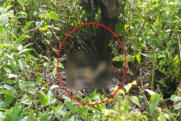 வைத்தியசாலைக்கு சிகிச்சைக்கு சென்றவரின் எலும்புக்கூடுகள் மரத்தடியில் கண்டெடுப்பு | Bones Person Went To The Hospital For Treatment