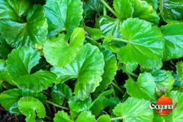 ගොටුකොළ කෑවම ලස්සන වෙනවා කියලා අහලා තිබ්බට මෙච්චර දෙයක් දැනන් හිටියේ නෑනේ [PHOTOS]