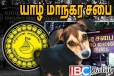 யாழில் நாய் ஒன்றுக்கு 600 ரூபாய்: விமர்சனத்திற்குள்ளான மாநகரசபை புதிய திட்டம்