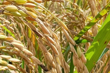 சிறுபோக அறுவடையை முன்னிட்டு நெல் கொள்முதல் நடவடிக்கைகள் ஆரம்பம்