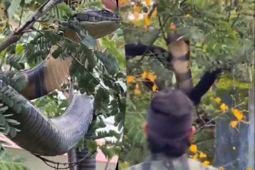 King Cobra: மரத்தில் பதுங்கிய ராட்சத ராஜநாகம்! பிடிபட்டது எப்படினு தெரியுமா?