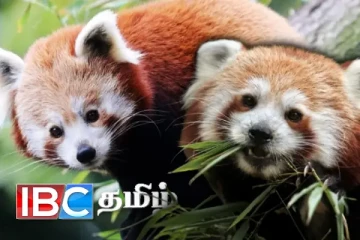 இந்தியா உயிரியல் பூங்காவுக்கு அரிய வகை சிவப்பு பாண்டாக்கள்