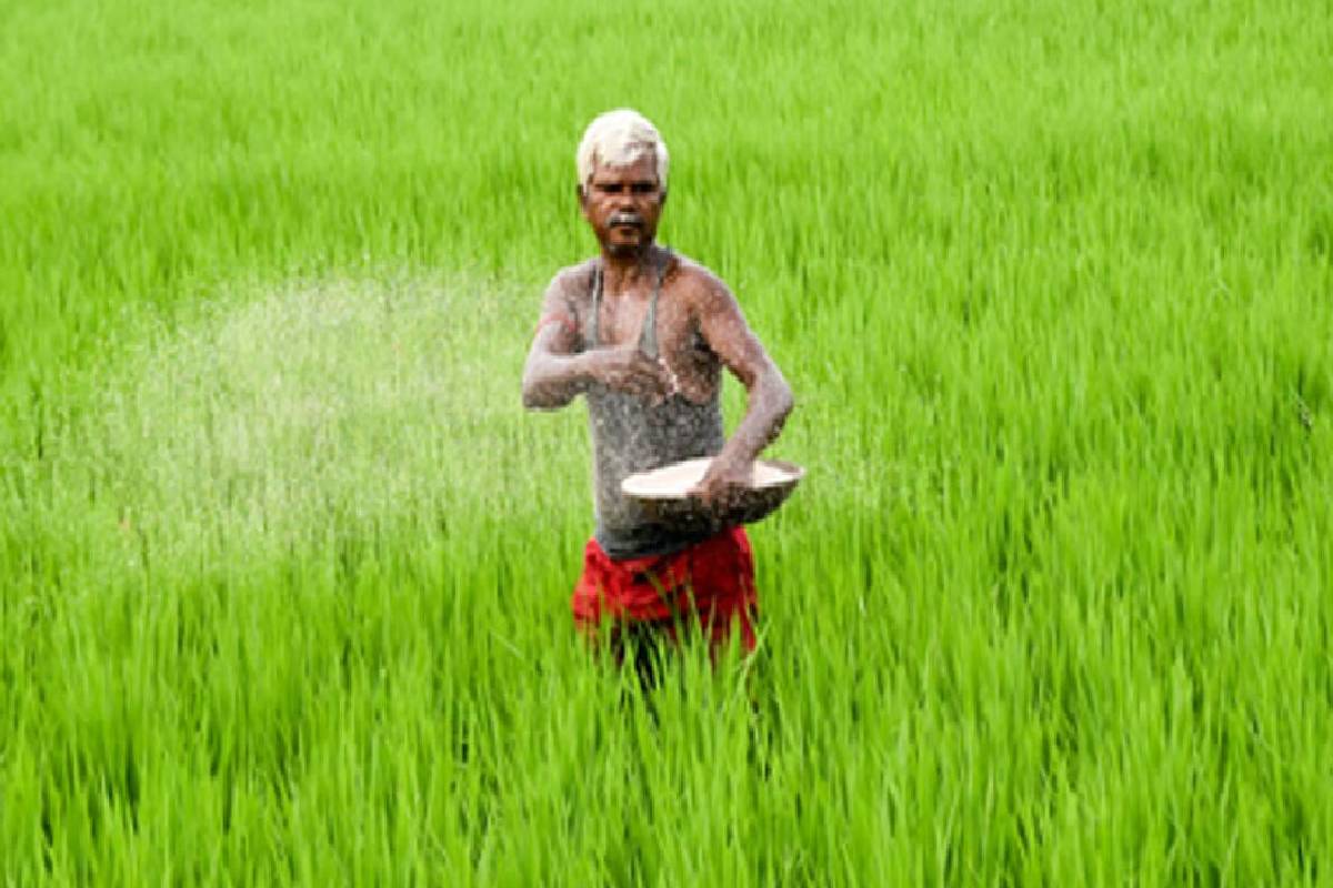 உரம் இன்றி வாடும் நெற்பயிர்கள் ; விவசாயிகள் அவதி | Rice Crops Withe Without Fertilizer Farmers Suffer