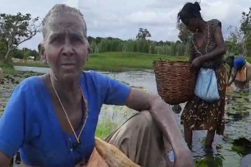 தமிழரின் பாரம்பரிய இயற்கை மீன்பிடி முறை