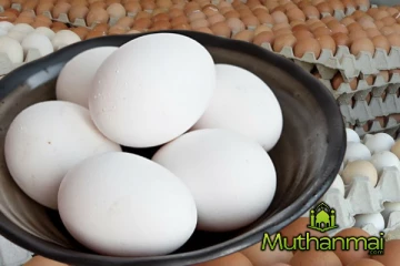 முட்டை கொள்வனவு செய்வோருக்கு மகிழ்ச்சி தகவல்! விலையில் ஏற்பட்டுள்ள மாற்றம்