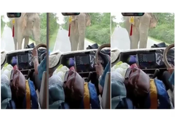 திடீரென சாலையில் வந்து நின்ற யானை... - பயத்தில் பயணிகள் செய்த செயல்... - வைரல் வீடியோ...!