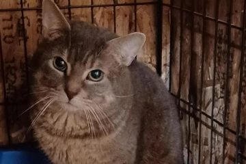 கனடாவில் வீடு ஒன்றிலிருந்து நூற்றுக்கும் மேற்பட்ட பூனைகள் மீட்பு