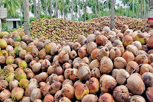 இலங்கையில் தேங்காய் அறுவடையில் ஏற்படப்போகும் புரட்சி | A Target Of 420 Million Coconut Nuts