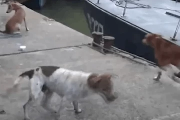 ஐஸ் போதைப்பொருள் கலந்த நீரை குடித்த நாய்கள் உயிரிழப்பு