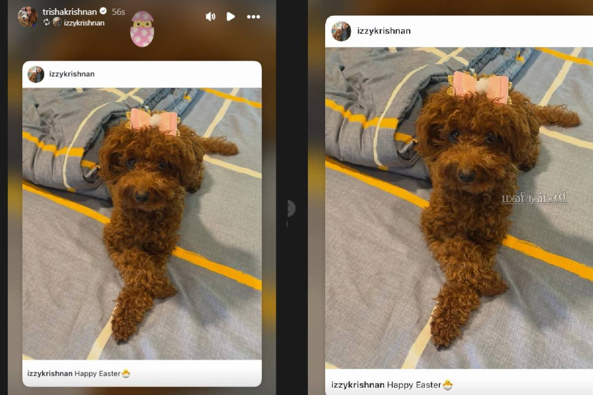 செம கியூட்டா இருக்கே... மகளின் புகைப்படத்துடன் ஈஸ்டர் வாழ்த்து சொன்ன த்ரிஷா! | Trisha Post About Daughter Izzys Easter Look செம கியூட்டா இருக்கே... மகளின் புகைப்படத்துடன் ஈஸ்டர் வாழ்த்து சொன்ன த்ரிஷா! | Trisha Post About Daughter Izzys Easter Look