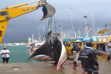 கடற்றொழிலாளருக்கு அடித்த அதிஷ்டம் -800 கிலோ சுறா பிடிபட்டது(photo)