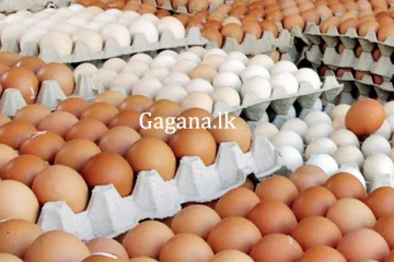 මාස තුනකට ඉන්දියාවෙන් බිත්තර