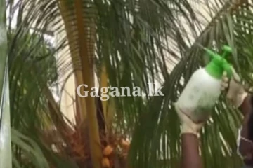 සුදු මැස්සා රෝගයට පිළියම්...