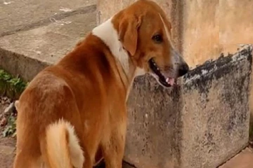 தன்னை வளர்த்தவருக்காக மருத்துவமனை முன்பு 4 மாதங்களாக காத்திருக்கும் நாய்!