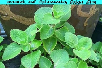 சைனஸ் சளி பிரச்சனைக்கு நிரந்தரவு தீர்வு வேண்டுமா?... இந்த இலையை பயன்படுத்துங்க