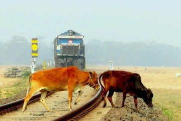 யாழில் ரயில் மோதி மாடு உயிரிழப்பு!