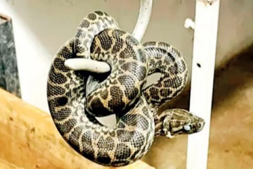 தெஹிவளை தேசிய மிருகக்காட்சிசாலையில் காணாமல் போன 'மஞ்சள் அனகொண்டா' கண்டிபிடிப்பு