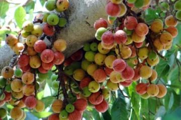 அத்தி மரம், பழம், இலை, பாலினால் இவ்வுளவு நன்மைகளா?..