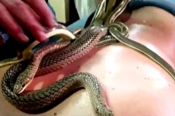 வளைந்து நெலிந்து மசாஜ் கொடுக்கும் பாம்புகள்! ஸ்பாவில் மட்டமல்லாக்க படுத்து கிடக்கும் நபர்