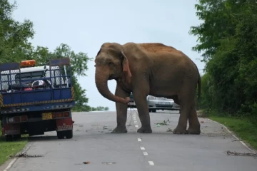 காட்டு யானையுடன் மோதி இரண்டு பேர் காயம்