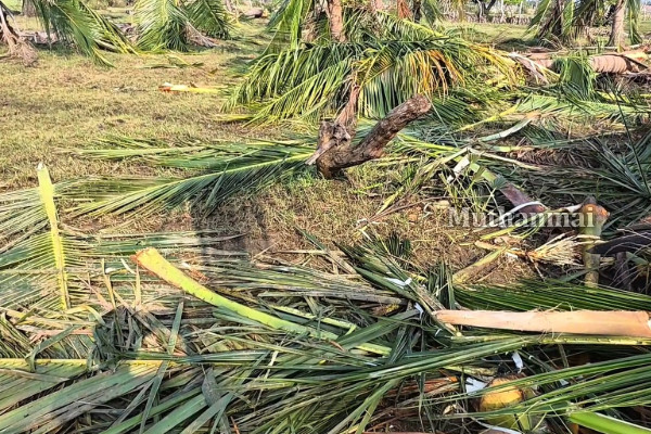 திருகோணமலையில் தொடரும் காட்டு யானைகளின் அட்டகாசம்! | Wild Elephants Attack In Trincomalee