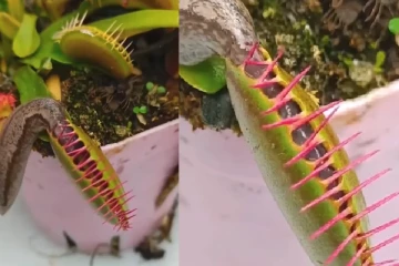 பூச்சிகளை உண்ணும் அரியவகை தாவரம்! நேரடி காட்சி