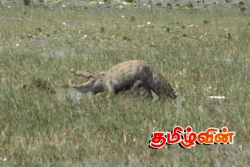 மட்டக்களப்பில் முதலை நடமாட்டம் அதிகரிப்பு! பொதுமக்களுக்கு விடுக்கப்பட்ட அறிவுறுத்தல்