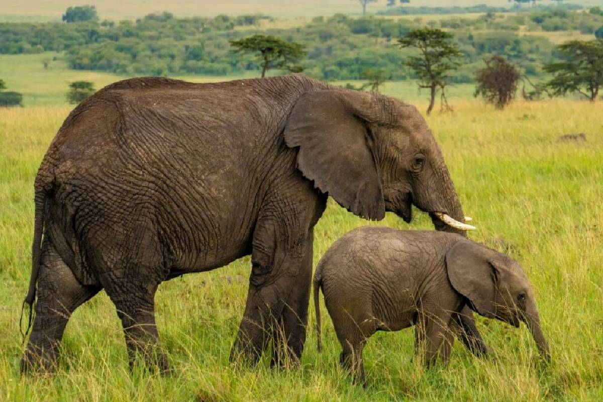 விவசாயிகளின் தக்காளிகளைச் சாப்பிட்டதால் பலியான 15 யானைகள்: வெளியான பகீர் பின்னணி | Elephants Killed Suspected Cyanide விவசாயிகளின் தக்காளிகளைச் சாப்பிட்டதால் பலியான 15 யானைகள்: வெளியான பகீர் பின்னணி | Elephants Killed Suspected Cyanide