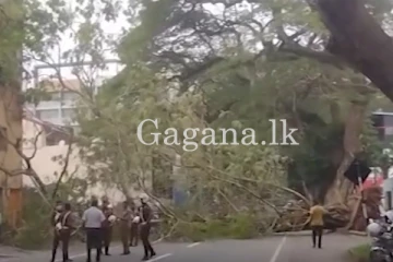 කොළඹ ප්‍රධාන මාර්ගයට විශාල ගසක් කඩා වැටෙයි. - (VIDEO)