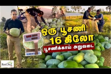 தமிழர் பண்ணையில் அறுவடை செய்யப்பட்ட பூசணிக்காய்கள்