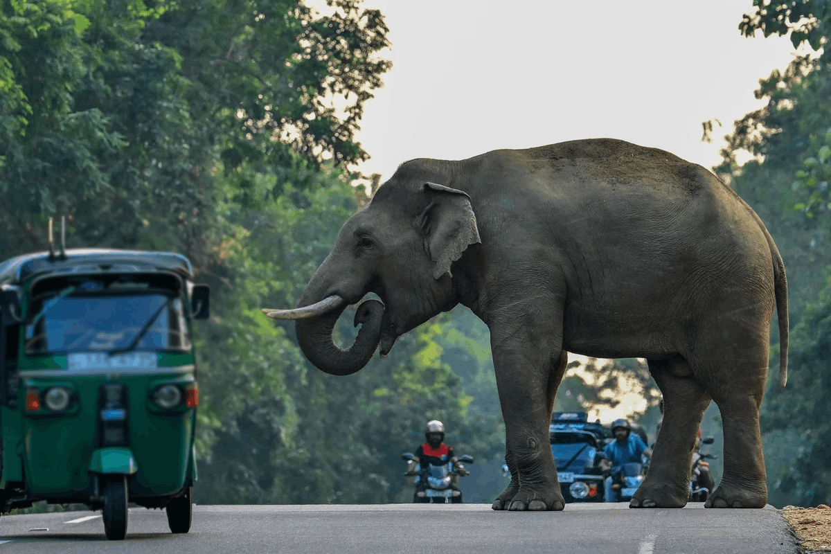 மட்டக்களப்பில் வயல் பகுதியில் யானை தாக்கி விவசாயி பலி | Farmer Killed Elephant Attack Batticalo