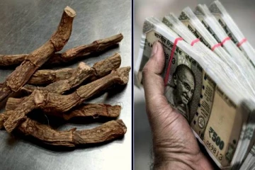 வாழ்க்கையை வளமாக்க வசம்பு பரிகாரம்- யாரெல்லாம் செய்யலாம் தெரியுமா?